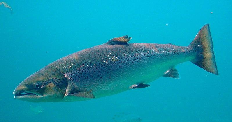5432 3 CaHoiHgBichHa