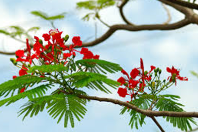 5505 1 ChiaTayHeNamAyDCDuc