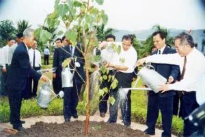 5708 1 CayCSNgThieuNhan