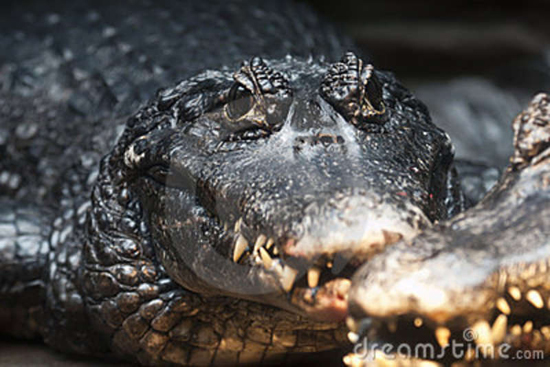 2090 1 SinhVatRungAmzoneDHST