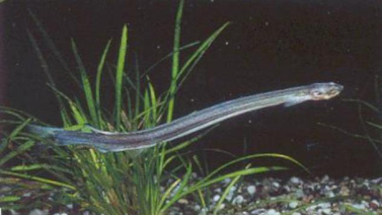 2090 5 SinhVatRungAmazoneDHST