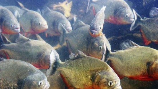 2090 8 SinhVatRungAmaZoneDHST