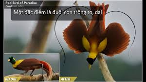 3174 ChimThienDuongDHST